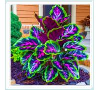 Hosta rari Invernale Perenne Facile da coltivare Giardini Regalo pronto-4Cipolle-e