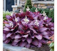 Hosta resistente al freddo e facile da coltivare - Composizione per bordure da giardino - Non appassisce in inverno - Collezione di Hosta da fogliame-4 PIECE-I