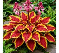 Hosta resistente al freddo e tollerante all'umidità - Piantagione da giardino - Può svernare sotto lo zero - Bellissima Foglie-4 PIECE-J