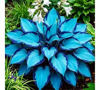 Hosta resistente al freddo e tollerante all'umidità - Piantagione da giardino - Può svernare sotto lo zero - Bellissima Foglie-4 PIECE-I