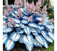 Hosta resistente al freddo - Piantagione in giardino ombreggiato - Collezione di rizomi di Hosta - Forte resistenza al gelo-15 PIECE-H