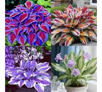 Hosta resistenti a temperature basse, bulbi Hosta, perfetti per giardini e terrazzi decorativi-4bulbi-B