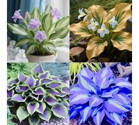 Hosta resistenti a temperature basse, bulbi Hosta, perfetti per giardini e terrazzi decorativi-8bulbi-C
