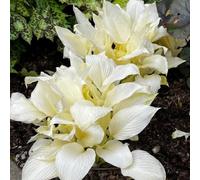 Hosta, resistenti biologiche decorazione giardino balcone esterni 450semi