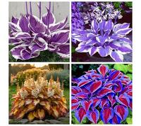 Hosta resistenti,I bulbi Hosta sono resistenti al freddo e sono disponibili in colori misti, perfetti per i principianti e adatti a giardini e cortili.-6Bulbi-E