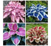 Hosta resistenti,I bulbi Hosta sono resistenti al freddo e sono disponibili in colori misti, perfetti per i principianti e adatti a giardini e cortili.-6Bulbi-B
