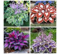 Hosta resistenti,I bulbi Hosta sono resistenti al freddo e sono disponibili in colori misti, perfetti per i principianti e adatti a giardini e cortili.-6Bulbi-C