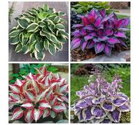 Hosta resistenti,I bulbi Hosta sono resistenti al freddo e sono disponibili in colori misti, perfetti per i principianti e adatti a giardini e cortili.-15Bulbi-D