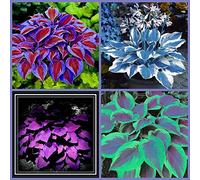 Hosta Richiede Poca Manutenzione Ed è Adatta Alla Coltivazione Dei Principianti, Forte E Potente Hosta Ha Un Apparato Radicale Ben Sviluppato, Bulbi Di Hosta,-10bulbs-E