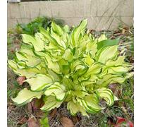 hosta semi di resistenti interni primavera balcone parterre giardino rocce decorative tagliate semi selvaggio perenne 800pcs