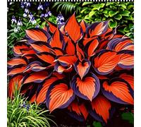 Hosta senza luce solare - Hosta tollerante all'ombra per interni ed esterni - L'acqua è sufficiente per la crescita-10 PCS-H