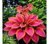 Hosta senza luce solare - Hosta tollerante all'ombra per interni ed esterni - L'acqua è sufficiente per la crescita-10 PCS-D