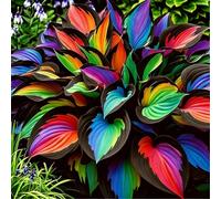 Hosta senza luce solare - Hosta tollerante all'ombra per interni ed esterni - L'acqua è sufficiente per la crescita-8 PCS-B