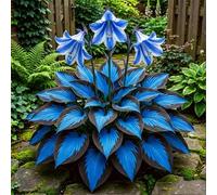 Hosta senza luce solare - Hosta tollerante all'ombra per interni ed esterni - L'acqua è sufficiente per la crescita-4 PCS-J