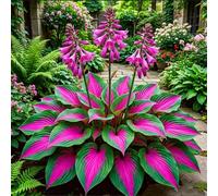 Hosta senza luce solare - Hosta tollerante all'ombra per interni ed esterni - L'acqua è sufficiente per la crescita-6 PCS-F