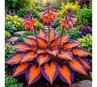 Hosta senza luce solare - Hosta tollerante all'ombra per interni ed esterni - L'acqua è sufficiente per la crescita-4 PCS-G