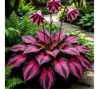 Hosta senza luce solare - Hosta tollerante all'ombra per interni ed esterni - L'acqua è sufficiente per la crescita-10 PCS-E