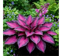 Hosta senza luce solare - Hosta tollerante all'ombra per interni ed esterni - L'acqua è sufficiente per la crescita-8 PCS-C