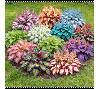 Hosta specifica per il giardino - Tollera temperature da -30 °C a +40 °C - Ideale per la vista all'ombra - Bassa manutenzione-6 PIECE-C