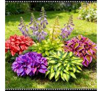 Hosta specifica per il giardino - Tollera temperature da -30 °C a +40 °C - Ideale per la vista all'ombra - Bassa manutenzione-2 PIECE-G