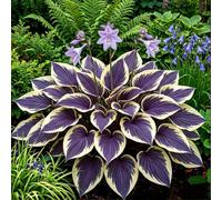 Hosta tollerante all'ombra per giardini - Ideale per bordure fiorite e riempimento di angoli-6 PCS-D