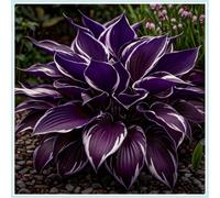 Hostas/Rizoma Hosta-Perfetto per chi è sempre indaffarato/Richiede poca manutenzione-6 Rhizome-B