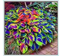 Hostas/Rizoma Hosta-Richiede poca manutenzione, perfetto per chi è sempre indaffarato.-10 Rhizome-E