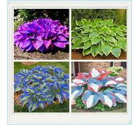 Hostas/Rizoma Hosta-Richiede poca manutenzione/Perfetto per chi è sempre indaffarato.-15 Rhizome-B