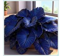 Hostas/Rizoma Hosta-Richiede poca manutenzione, perfetto per chi è sempre indaffarato.-8 Rhizome-A