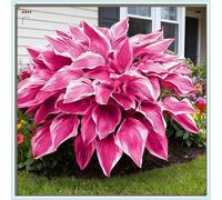 Hostas/Rizoma Hosta-Richiede poca manutenzione/Perfetto per chi è sempre indaffarato.-8 Rhizome-A