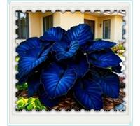 Hostas/Rizoma Hosta-Richiede poca manutenzione, perfetto per chi è sempre indaffarato.-8 Rhizome-C