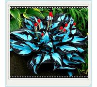 Hostas/Rizoma Hosta-Richiede poca manutenzione/Tubero resistente/Decorazione da giardino/Perfetto per chi è sempre indaffarato-8 Rhizome-H