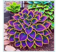 Hostas/Rizoma Hosta-Tubero resistente/Decorazione da giardino/Perfetto per chi è sempre indaffarato/Richiede poca manutenzione-4 Rhizome-F