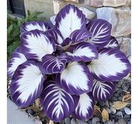 Hostas/Rizoma Hosta-Tubero resistente/Decorazione da giardino/Perfetto per chi è sempre indaffarato/Richiede poca manutenzione-10 Rhizome-D