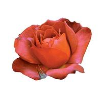 Hot Cocoa®, rosaio vivo Rose Barni®, rosa in vaso rossa, arancia e cioccolato, pianta eretta e vigorosa, ideale in bordure, aiuole o vasi sul terrazzo, abbondante rifiorenza fino in autunno cod.72049