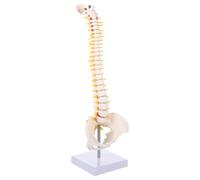 HOUDERCO Anatomico in Pvc della Colonna Vertebrale 45cm Dettagliato e Lavabile per Educazione e Esposizione Scolastica e