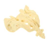HOUDERCO Modello Anatomico Osso Sacro in Pvc Bianco, Superficie Liscia e Lavabile, per Educazione e Pratica Medica per Studenti e Infermieri