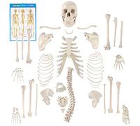 Houseables Disarticulated Human Skeleton, Full Unassembled Anatomical Model, Life Sized, 62" Height, Plastic, w/poster, Skull, Bones, Articulated Hand & Foot, Studio of Skeletal System, Educational