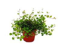 Houseplant - Mühlenbeckia complexa - Kiwi knotweed - 12cm pot