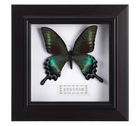 Housoutil Esempi a farfalla in scatola ombra blu Morpho farfalla incorniciati in display nero per mensola da parete o da tavolo montato