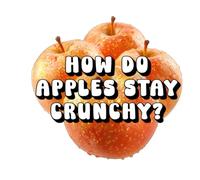 How Do Apples Stay Crunchy?