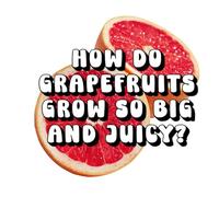 How Do Grapefruits Grow So Big and Juicy?