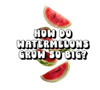 How Do Watermelons Grow So Big?