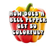 How Does a Bell Pepper Get So Colorful?