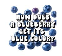 How Does a Blueberry Get Its Blue Color?