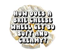 How Does a Brie Cheese Wheel Get So Soft and Creamy?