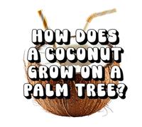 How Does a Coconut Grow on a Palm Tree?