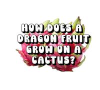 How Does a Dragon Fruit Grow on a Cactus?