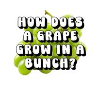 How Does a Grape Grow in a Bunch?