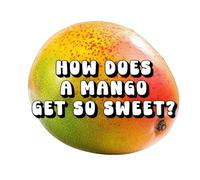 How Does a Mango Get So Sweet?